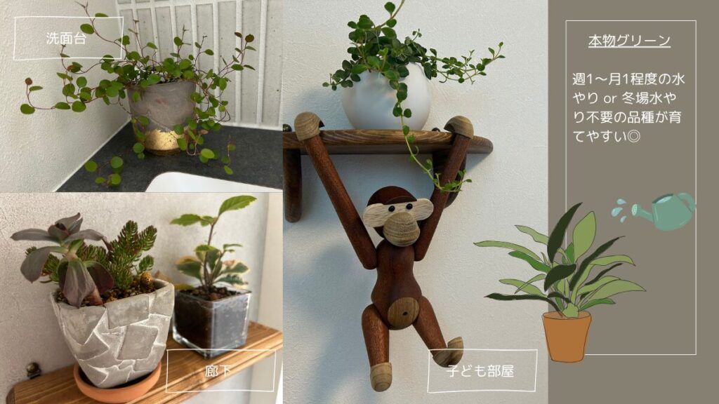 観葉植物のお世話は、なるべく手間がかからない品種がおすすめ。多肉植物は1年を通して水やり回数が少ないので育てやすい。